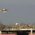 17_20-mast.jpg