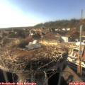 17_25-nest.jpg