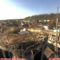 17_30-nest.jpg