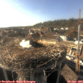 17_40-nest.jpg