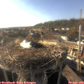 18_00-nest.jpg
