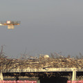 18_25-mast.jpg