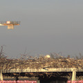 18_50-mast.jpg