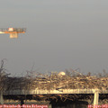 19_00-mast.jpg