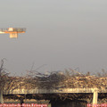 19_05-mast.jpg