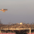 19_30-mast.jpg