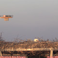 19_40-mast.jpg