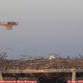 19_50-mast.jpg