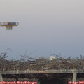 19_55-mast.jpg