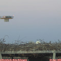 20_00-mast.jpg