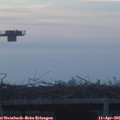 06_50-mast.jpg