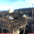 07_15-nest.jpg