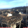 07_20-nest.jpg