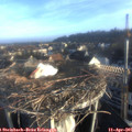 07_25-nest.jpg