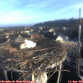 07_30-nest.jpg