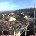 07_40-nest.jpg