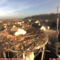 07_50-nest.jpg