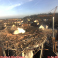 08_00-nest.jpg