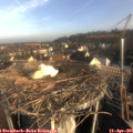 08_05-nest.jpg