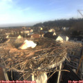 08_10-nest.jpg