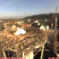 08_20-nest.jpg