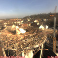08_30-nest.jpg