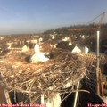 08_50-nest.jpg