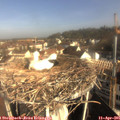 08_55-nest.jpg