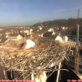 09_15-nest.jpg