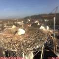 09_30-nest.jpg