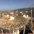 09_45-nest.jpg