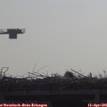 09_50-mast.jpg