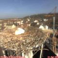 09_50-nest.jpg