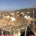09_55-nest.jpg