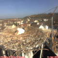 10_00-nest.jpg