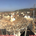 10_25-nest.jpg