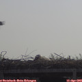10_30-mast.jpg