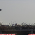 10_45-mast.jpg