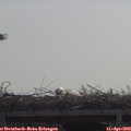 10_50-mast.jpg