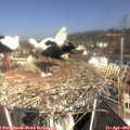 10_55-nest.jpg