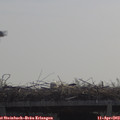 11_00-mast.jpg