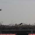 11_05-mast.jpg