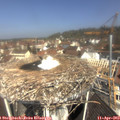11_05-nest.jpg
