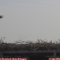 11_10-mast.jpg