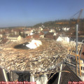 11_10-nest.jpg