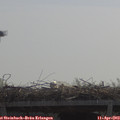 11_15-mast.jpg