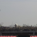 11_25-mast.jpg
