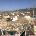 11_30-nest.jpg