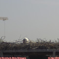 11_40-mast.jpg