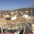 11_40-nest.jpg